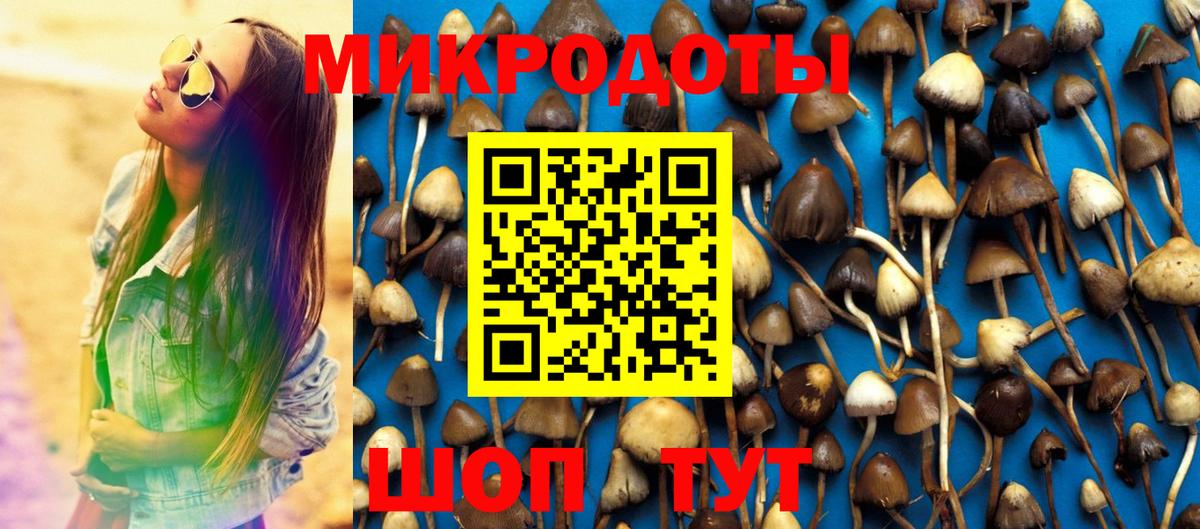 Псилоцибиновые грибы Psilocybe Кузнецк